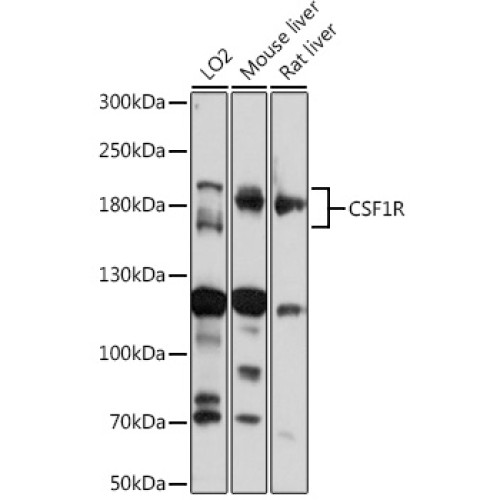 CD115/CSF-1R Rabbit pAb