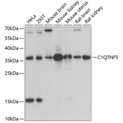 C1QTNF5 Rabbit pAb