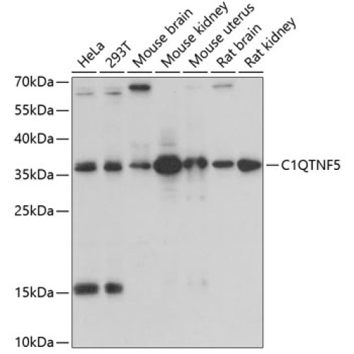 C1QTNF5 Rabbit pAb