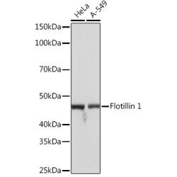 Flotillin 1 Rabbit mAb
