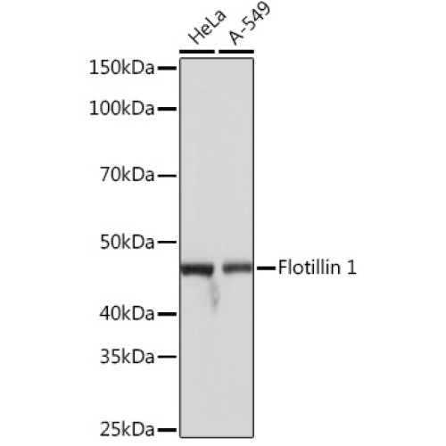 Flotillin 1 Rabbit mAb