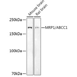MRP1/ABCC1 Rabbit pAb