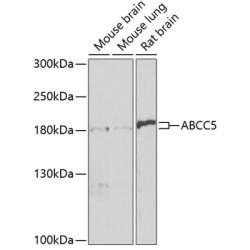 ABCC5 Rabbit pAb
