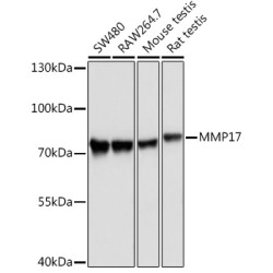 MMP17 Rabbit pAb