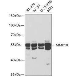 MMP10 Rabbit pAb