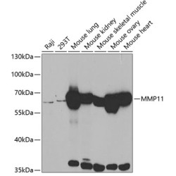 MMP11 Rabbit pAb