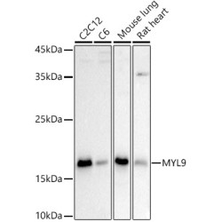 MYL9 Rabbit pAb