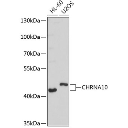 CHRNA10 Rabbit pAb