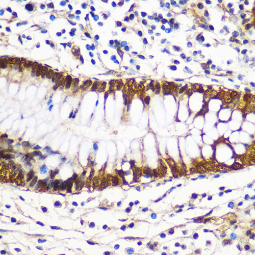 14-3-3 gamma Rabbit pAb