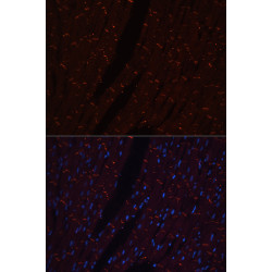 N-Cadherin Rabbit pAb