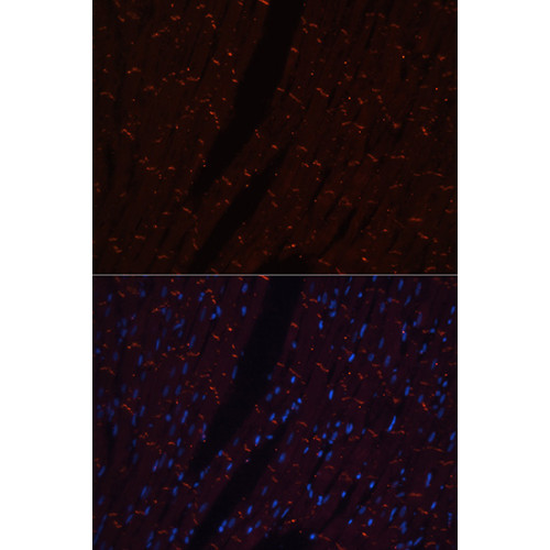 N-Cadherin Rabbit pAb
