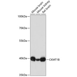 CKMT1B Rabbit pAb