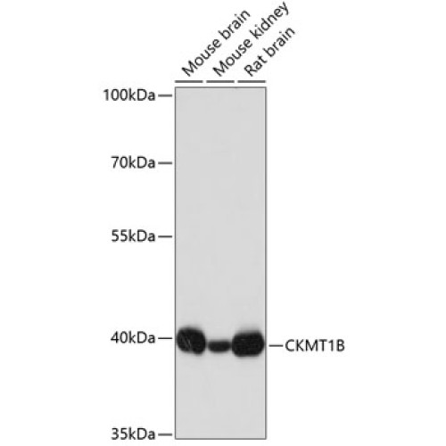 CKMT1B Rabbit pAb