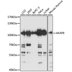 AKAP8 Rabbit pAb