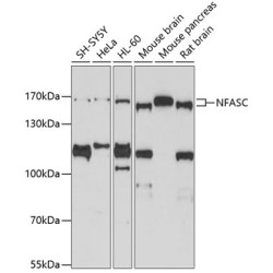 NFASC Rabbit pAb