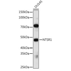 NTSR1 Rabbit pAb