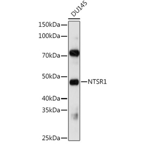 NTSR1 Rabbit pAb