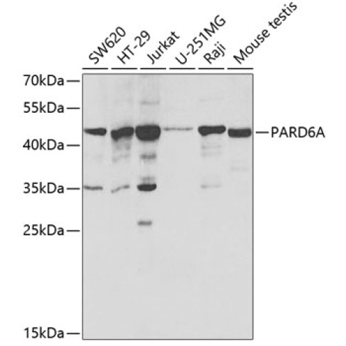 PARD6A Rabbit pAb