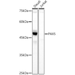 PAX5 Rabbit pAb