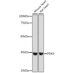 PDK4 Rabbit pAb