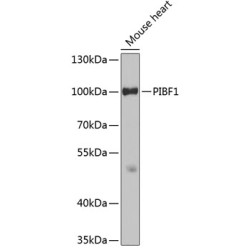 PIBF1 Rabbit pAb