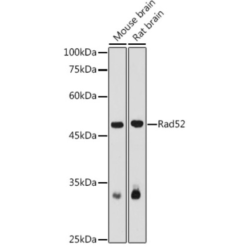 Rad52 Rabbit pAb