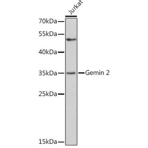 Gemin 2 Rabbit pAb