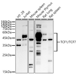 TCF1/TCF7 Rabbit pAb
