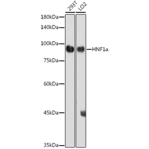HNF1α Rabbit pAb