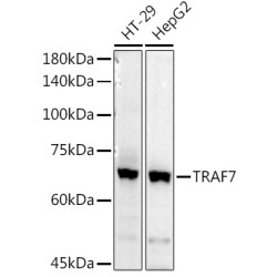 TRAF7 Rabbit pAb
