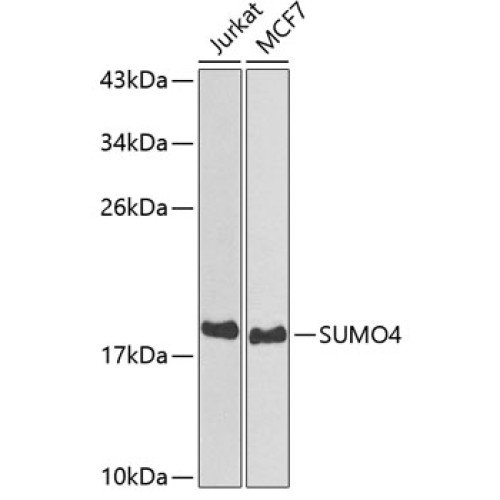 SUMO4 Rabbit pAb