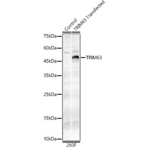TRIM63 Rabbit pAb