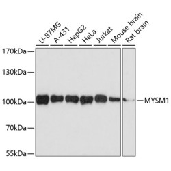 MYSM1 Rabbit pAb