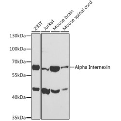 Alpha Internexin Rabbit pAb