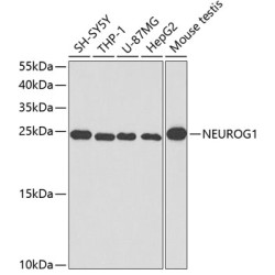 NEUROG1 Rabbit pAb