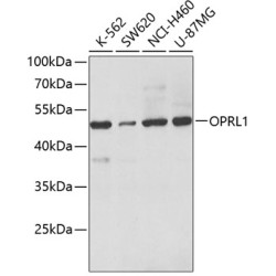 OPRL1 Rabbit pAb