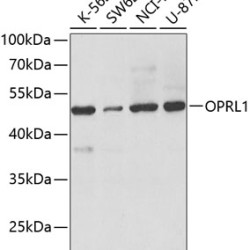 OPRL1 Rabbit pAb