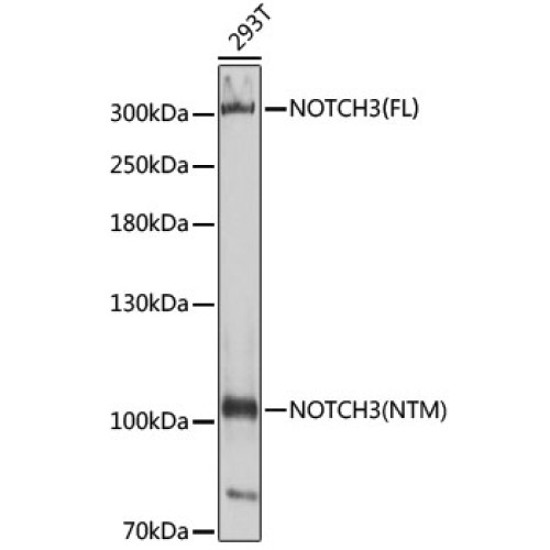 NOTCH3 Rabbit pAb