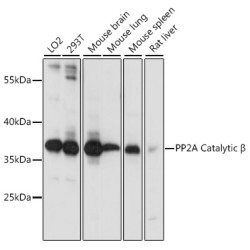 PP2A Catalytic β Rabbit pAb