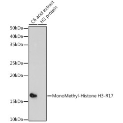 MonoMethyl-Histone H3-R17 Rabbit pAb