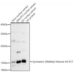 Symmetric DiMethyl-Histone H3-R17 Rabbit pAb