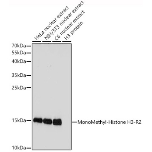 MonoMethyl-Histone H3-R2 Rabbit pAb