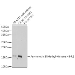 Asymmetric DiMethyl-Histone H3-R2 Rabbit pAb