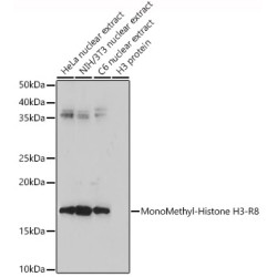 MonoMethyl-Histone H3-R8 Rabbit pAb