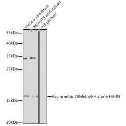 Asymmetric DiMethyl-Histone H3-R8 Rabbit pAb