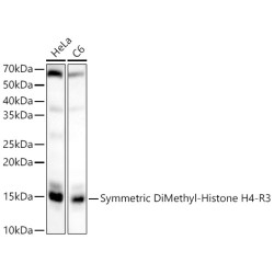 Symmetric DiMethyl-Histone H4-R3 Rabbit pAb