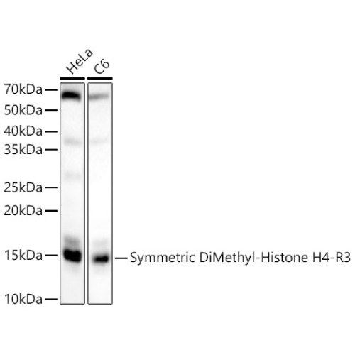 Symmetric DiMethyl-Histone H4-R3 Rabbit pAb