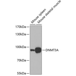 DNMT3A Rabbit pAb