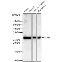 TFAM Rabbit mAb