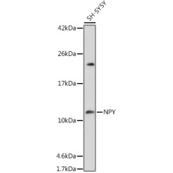 NPY Rabbit pAb